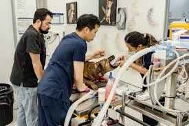 pet endoscopy