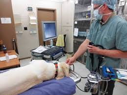 Veterinary Endoscopy